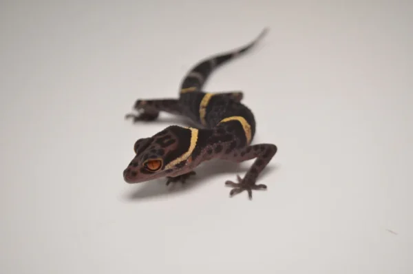 Baby Chinese Cave Gecko For Sale - Image 3