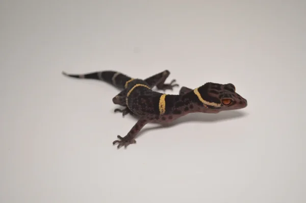 Baby Chinese Cave Gecko For Sale
