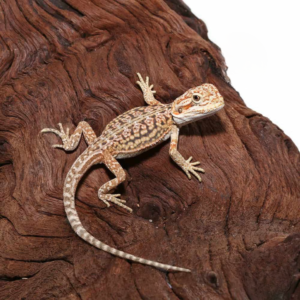 Citrus Dunner Leatherback Bearded Dragon For Sale