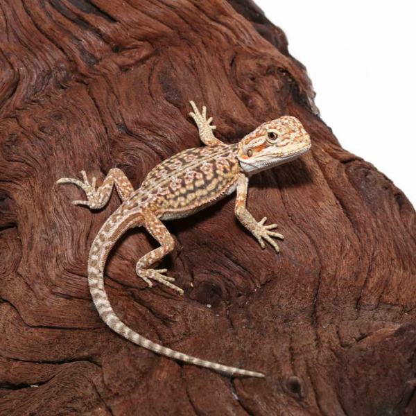 Citrus Dunner Leatherback Bearded Dragon For Sale