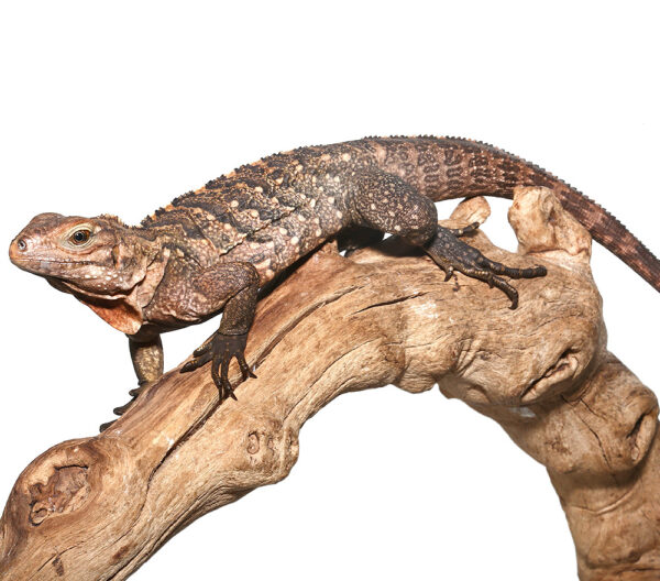 Cuban Rock Iguana Hybrid For Sale