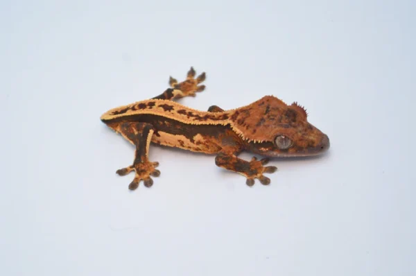 DARK TANGERINE WHITEWALL PINSTRIPE CRESTED GECKO