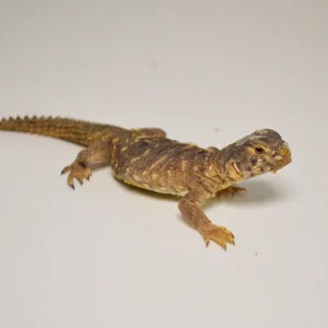 EGYPTIAN UROMASTYX