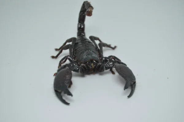 Emperor Scorpion For Sale