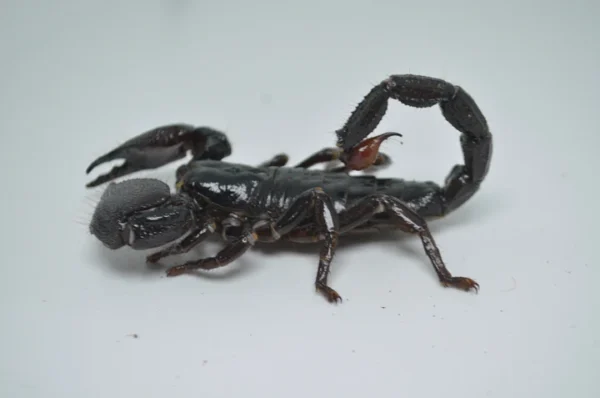 Emperor Scorpion For Sale - Image 4