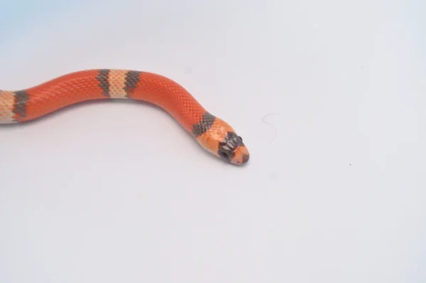Baby Hypo Tangerine Honduran Milksnake For Sale - Image 4