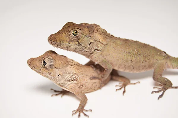 False Chameleon Anole For Sale