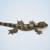 Flying Gecko For Sale - Image 2