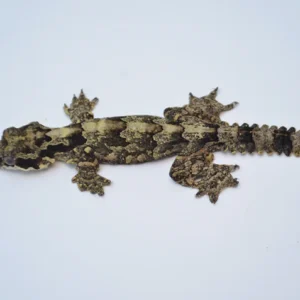 Flying Gecko For Sale