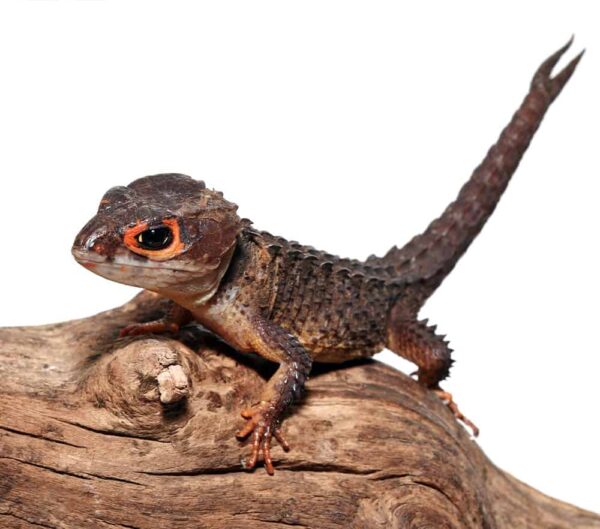 Fishtail Red Eye Crocodile Skink For Sale