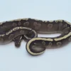 Female GHI Het Pied Ball Python For Sale - Image 2