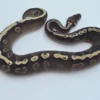 Female GHI Het Pied Ball Python For Sale - Image 3