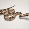 Yearling Saharan Sand Boa For Sale - Image 2