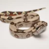 Yearling Saharan Sand Boa For Sale - Image 3