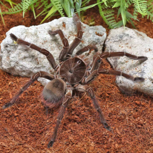 Goliath Birdeater Tarantula For Sale