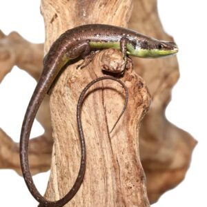 Green Belly Skink For Sale