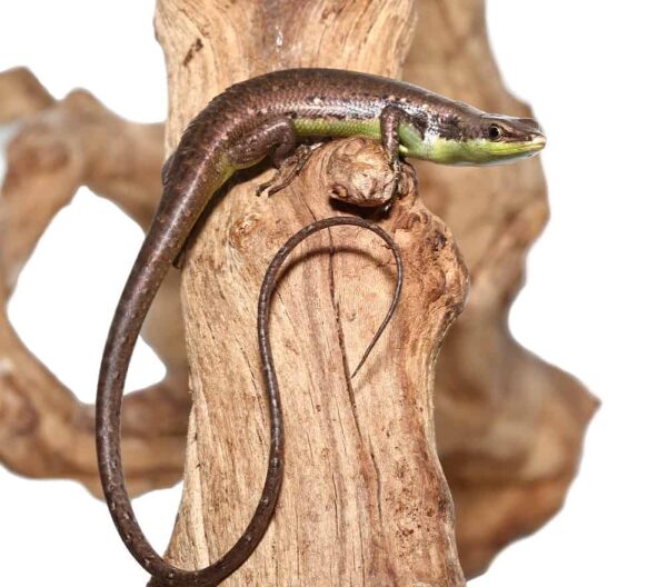 Green Belly Skink For Sale