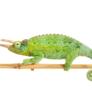 Jacksons Chameleon For Sale
