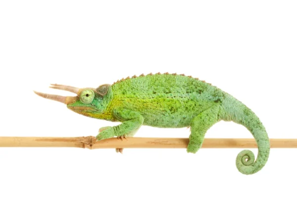 Jacksons Chameleon For Sale