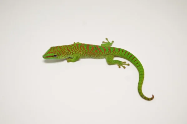 Juvenile Crimson Giant Day Gecko For Sale - Image 3