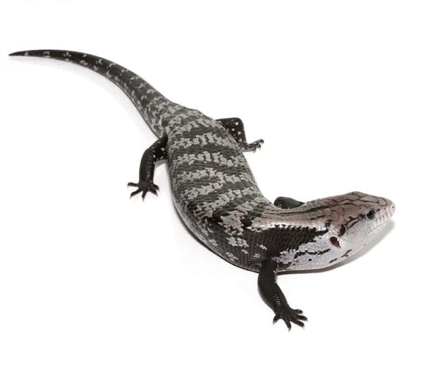 Juvenile Axanthic Halmahera Blue Tongue Skink For Sale