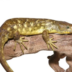 Juvenile Female Banana Monkey Tail Skink For Sale