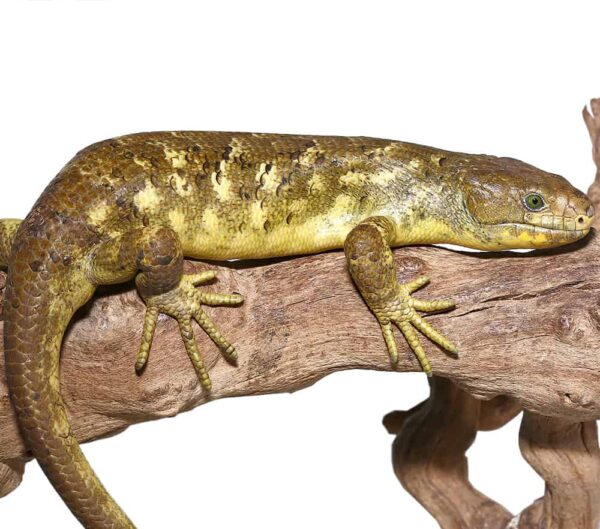 Juvenile Female Banana Monkey Tail Skink For Sale