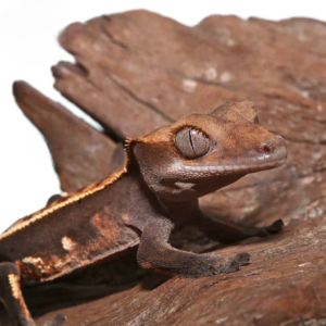 Juvenile Full Pinstripe Crested Gecko For Sale