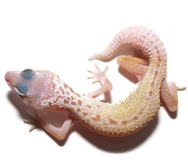 Juvenile Mack Snow Patternless Leopard Gecko For Sale