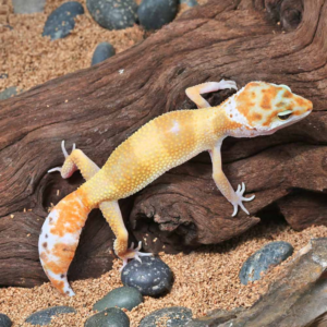 Juvenile Tangerine Leopard Gecko For Sale