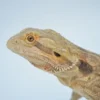 Baby Translucent Dunner Bearded Dragon For Sale - Image 2