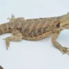 Baby Translucent Dunner Bearded Dragon For Sale - Image 3