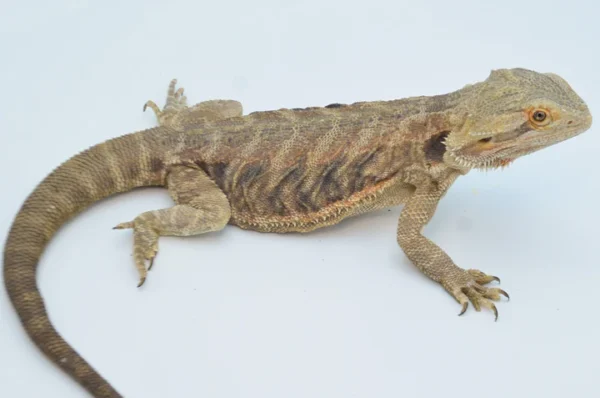 Baby Translucent Dunner Bearded Dragon For Sale - Image 3