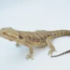 Baby Translucent Dunner Bearded Dragon For Sale - Image 4