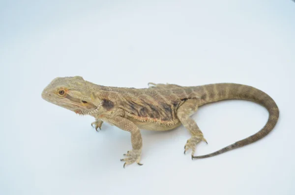 Baby Translucent Dunner Bearded Dragon For Sale - Image 4