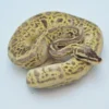 High Expression Scaleless Head Spied Poss Pinstripe Ball Python For Sale - Image 2