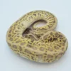 High Expression Scaleless Head Spied Poss Pinstripe Ball Python For Sale - Image 3