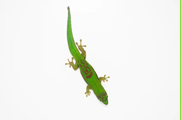 Lined Day Gecko For Sale - Image 3