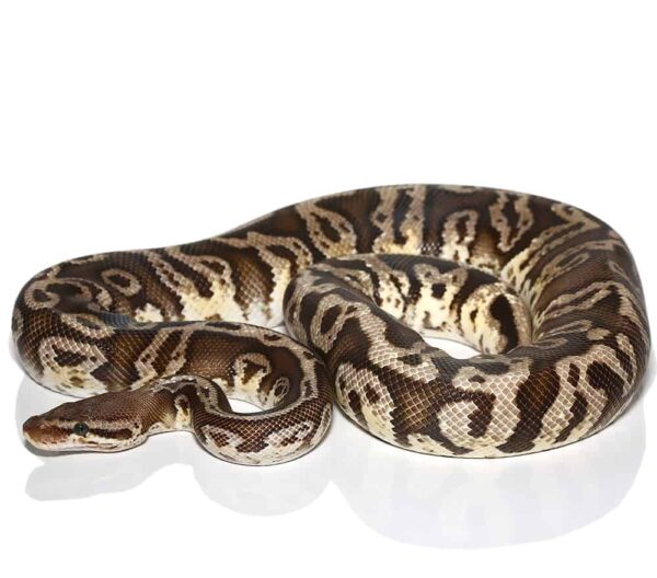 Male Firefly Hidden Gene Woma Ball Python For Sale