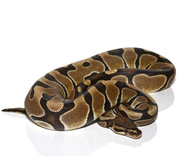 Male Scaleless Head Blade Ball Python For Sale