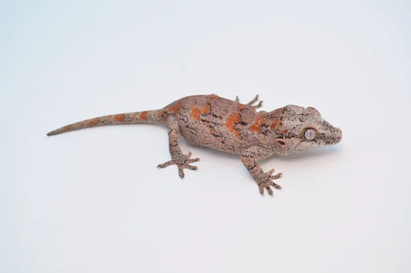 Baby Orange Blotched Gargoyle Gecko For Sale
