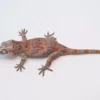 Baby Orange Blotched Gargoyle Gecko For Sale - Image 3