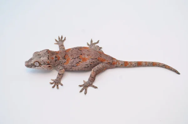 Baby Orange Blotched Gargoyle Gecko For Sale - Image 3
