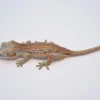 Orange Striped Gargoyle Gecko For Sale