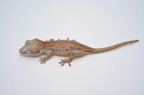 Orange Striped Gargoyle Gecko For Sale
