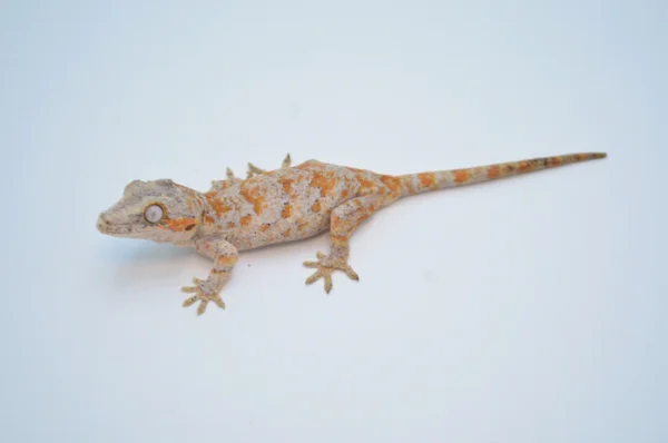 Baby Aru Blue Tongue Skink For Sale - Image 2
