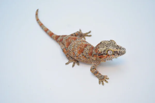 Orange Blotched Gargoyle Gecko For Sale