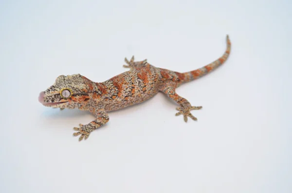 Orange Blotched Gargoyle Gecko For Sale - Image 3