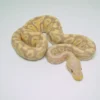 Male Ivory Enchi Het Pied Ball Python For Sale - Image 2