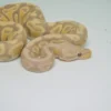 Male Ivory Enchi Het Pied Ball Python For Sale - Image 3
